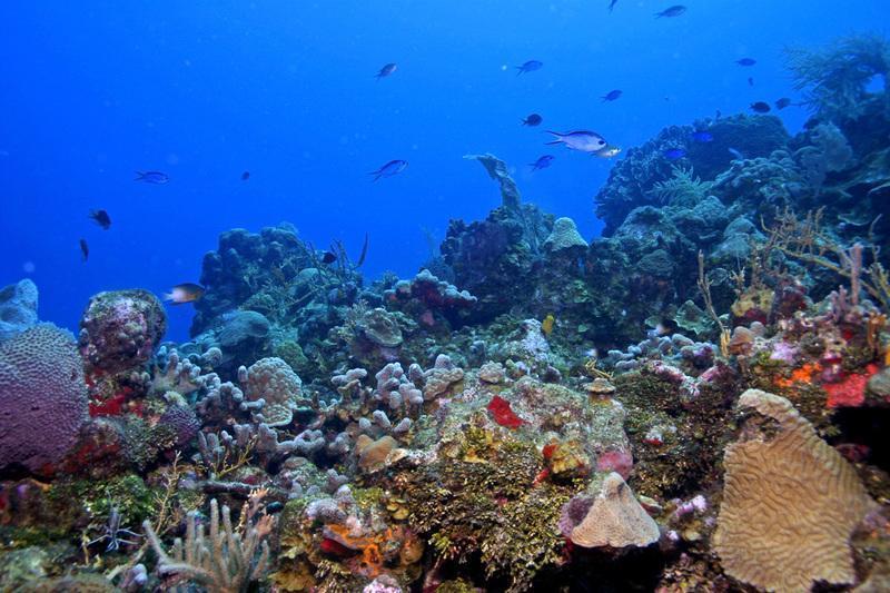Coral Vista #5 Βίλα West End Δωμάτιο φωτογραφία